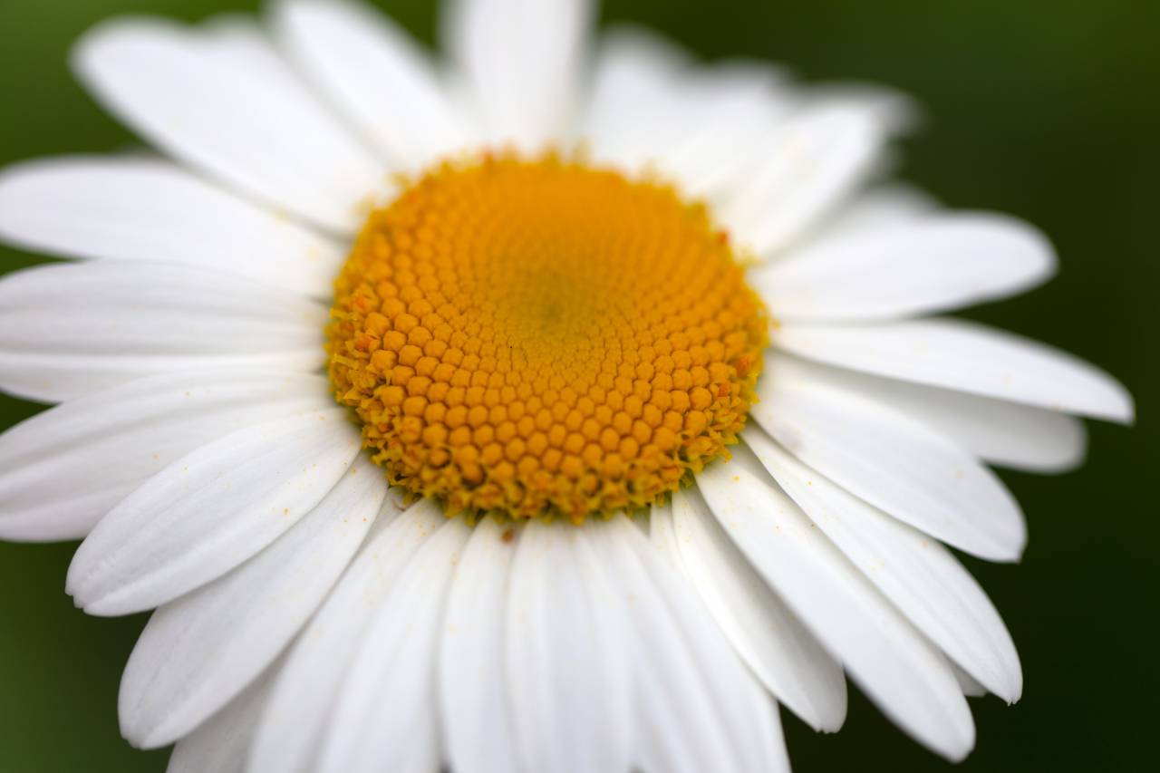 white, daisy, flower, spring, organic, nature, growth, natural, bloom, blossom, close up, flora, plant, petals, bokeh, botanical, macro
, 