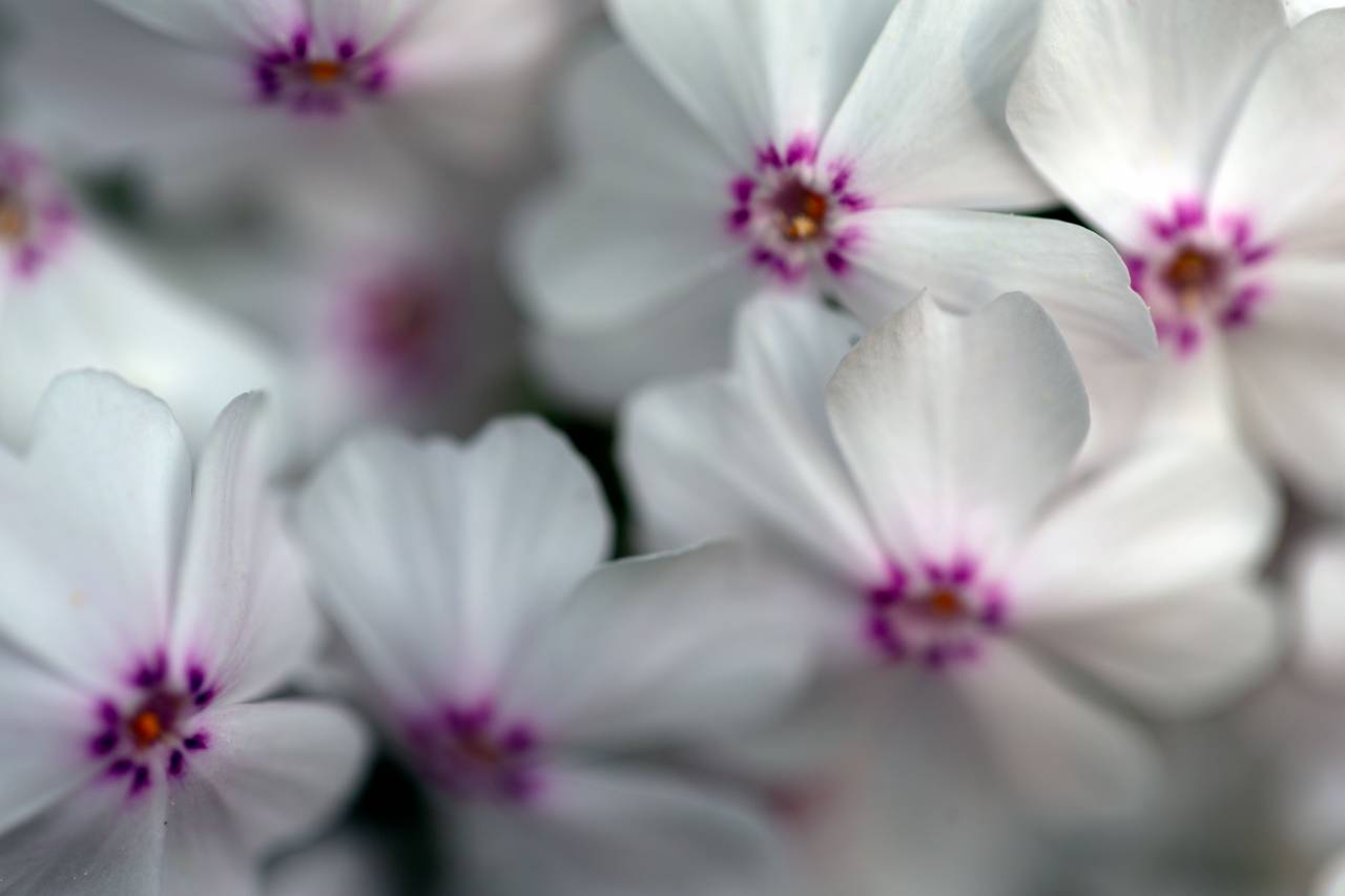 white, flowers, background, soft, focus, macro, flower, petals, nature, close up, beautiful, fresh, organic, bloom, blossom, botany, wallpaper
, 