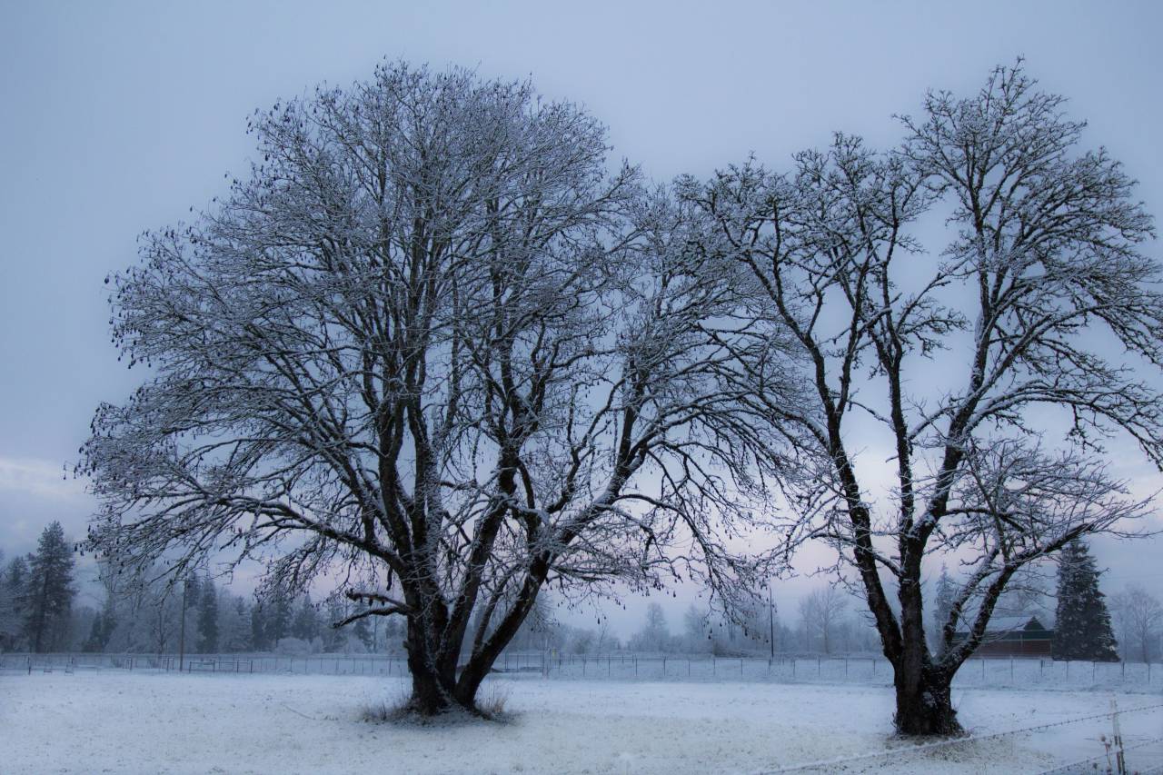 invierno, árboles, amanecer, amanecer, nieve, escarcha, paisaje, naturaleza, ramas, calma, estacional, cielo, mañana, frío, blanco, al aire libre,