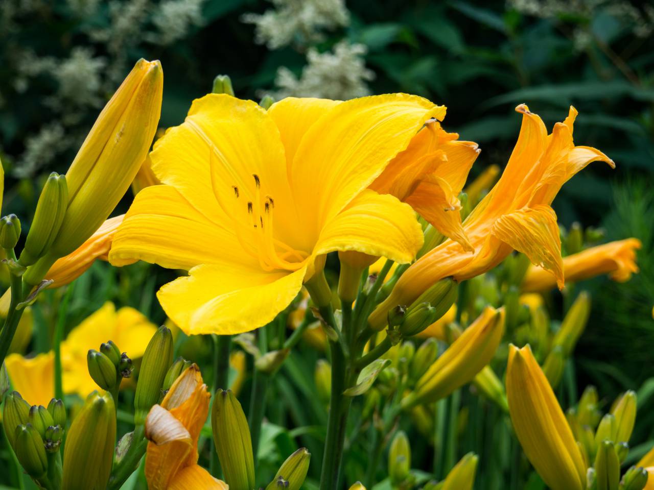 Amarillo, pétalos, flores, jardín, naturaleza, aire libre, verano, primavera, campo, granja, medio ambiente,
