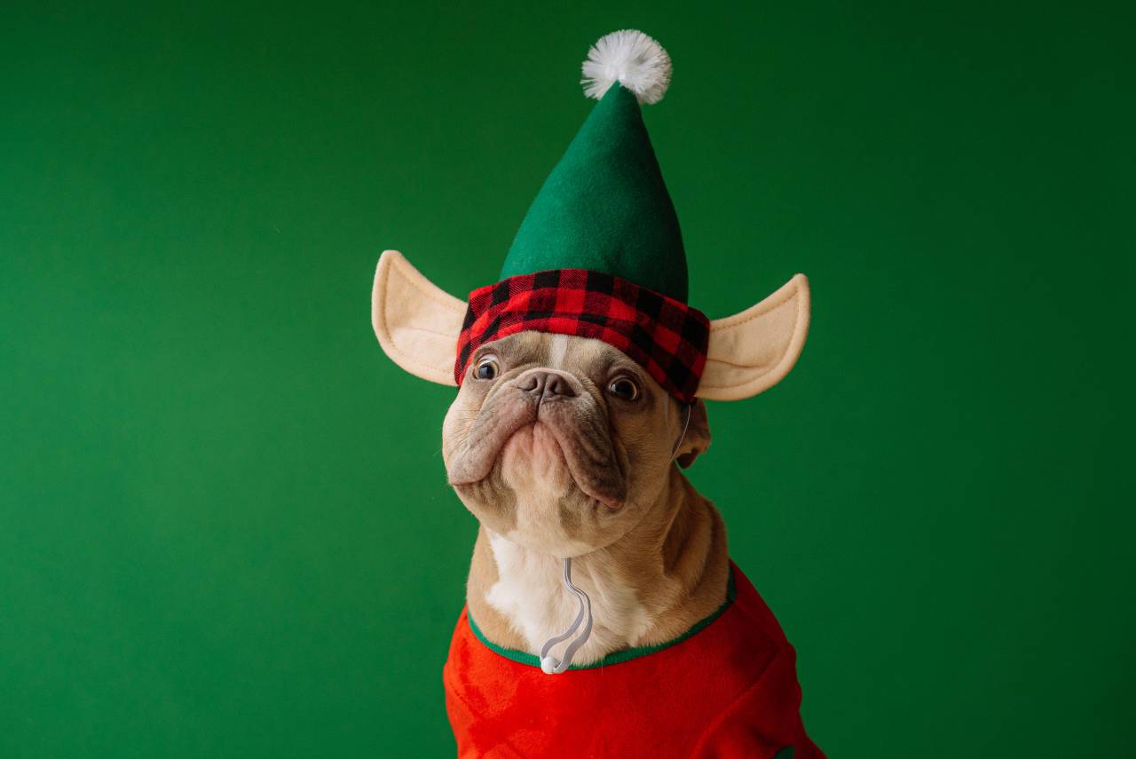 Dog, Elf, Christmas, Holiday, Festive, Costume, Santa, Magic, Pet, Cheer, Decorations, Winter, Joy, Cute, Fun, 