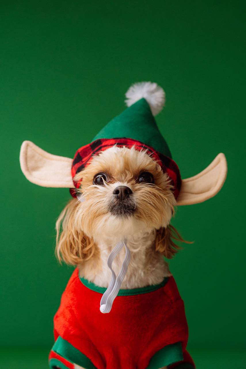 Dog, Elf, Christmas, Holiday, Festive, Costume, Santa, Magic, Pet, Cheer, Decorations, Winter, Joy, Cute, Fun, 