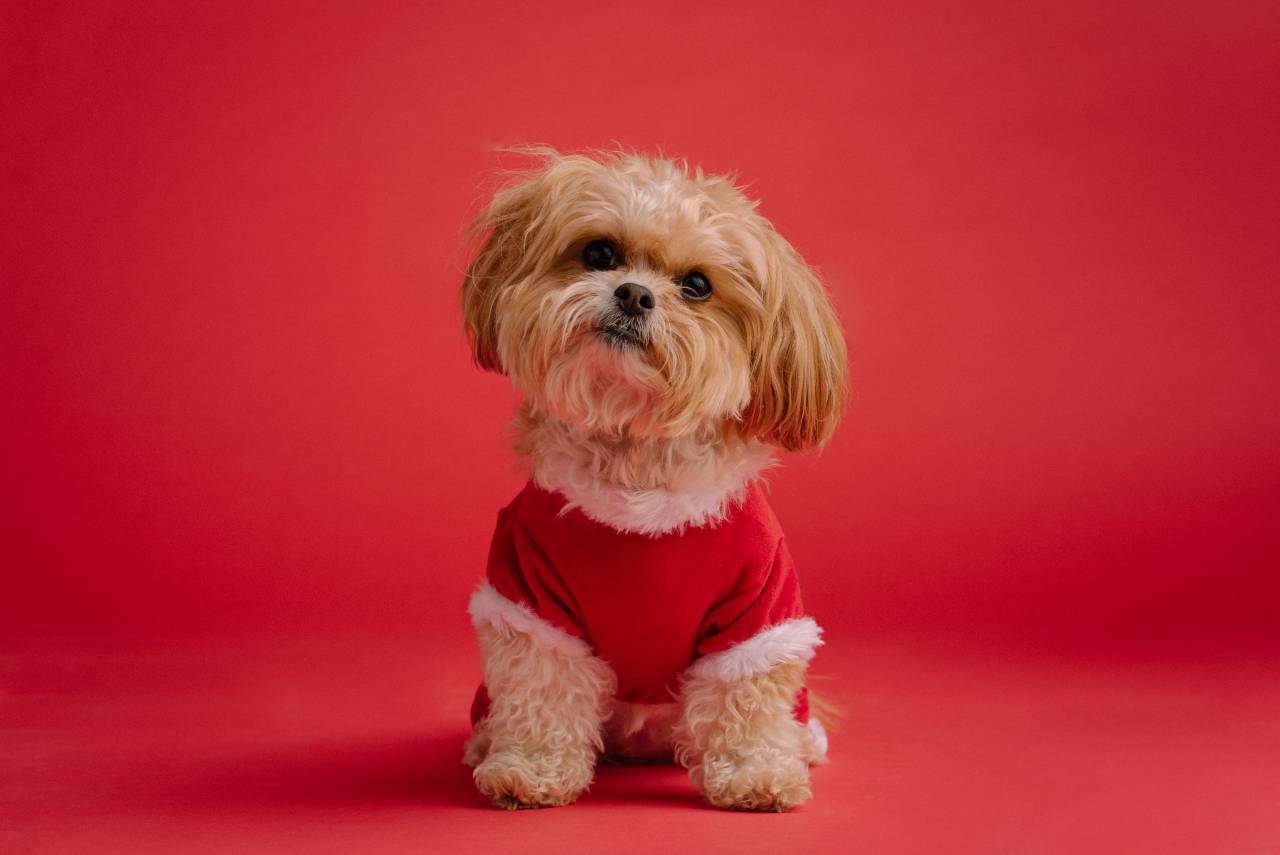 Dog, Elf, Christmas, Holiday, Festive, Costume, Santa, Magic, Pet, Cheer, Decorations, Winter, Joy, Cute, Fun, 