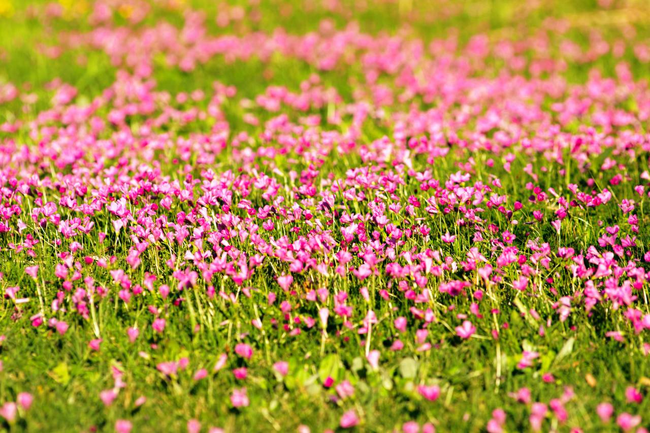 Field, Wildflowers, Purple, Spring, Nature, Bloom, Floral, Meadow, Blossoms, Outdoors, Scenic, Vibrant, Landscape, Petals, Seasonal, nobody, 
