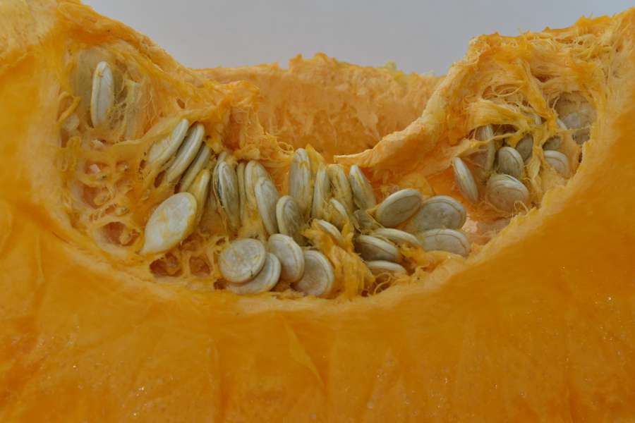 orange yellow, pumpkin, pumpkin seed, seed 
