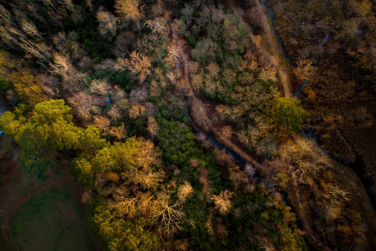 aerial, view, trees, plan, nature, forest, fall, autumn
, 
