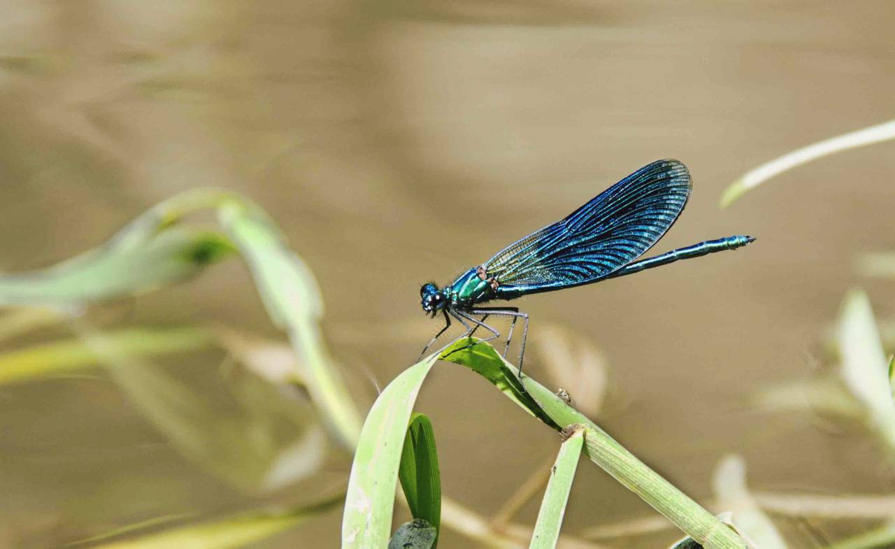 Animales, insectos, libélula, azul, verde, hermoso, hojas, planes, macro, todavía, bokeh,