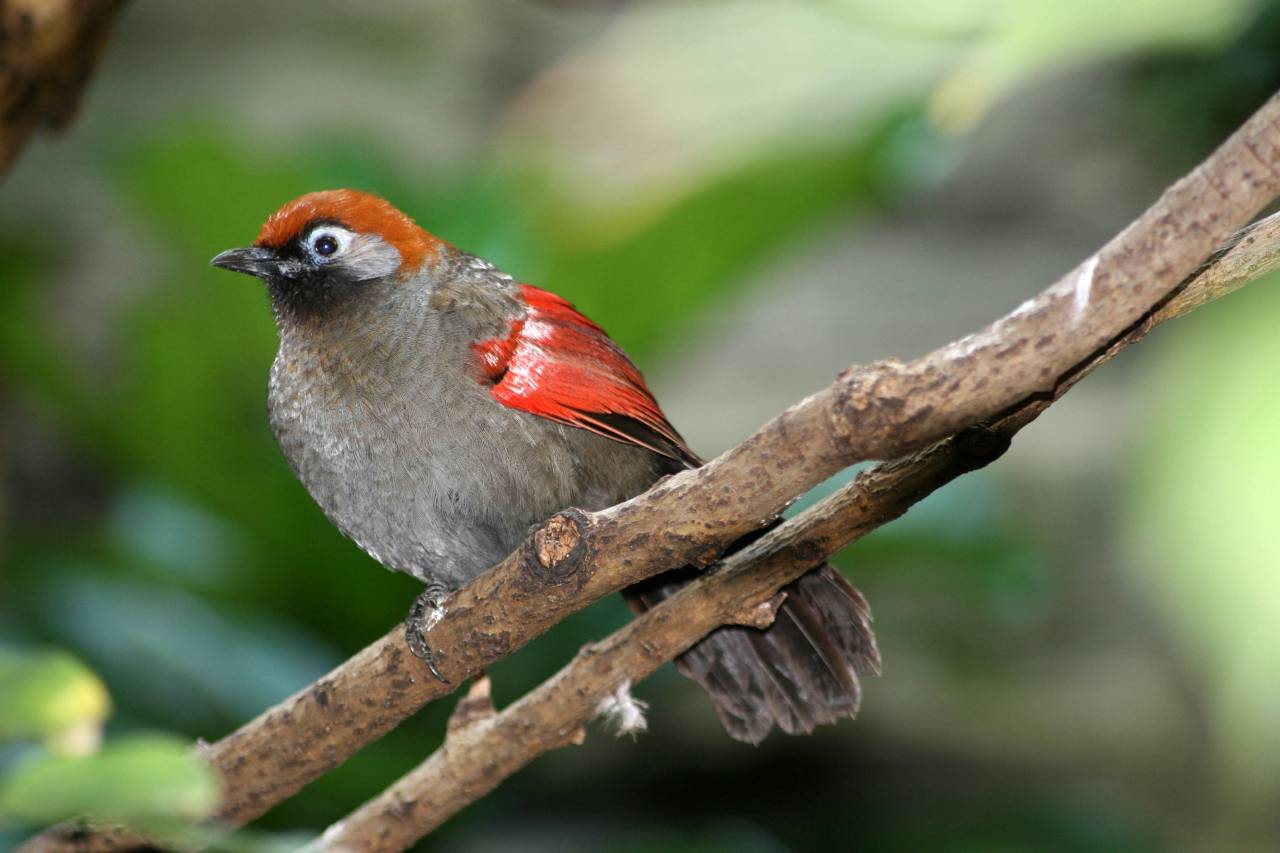 bird, wildlife, branch, perched, feathers, wing, animal, beak, eye, forest, nature, habitat, wild
, 