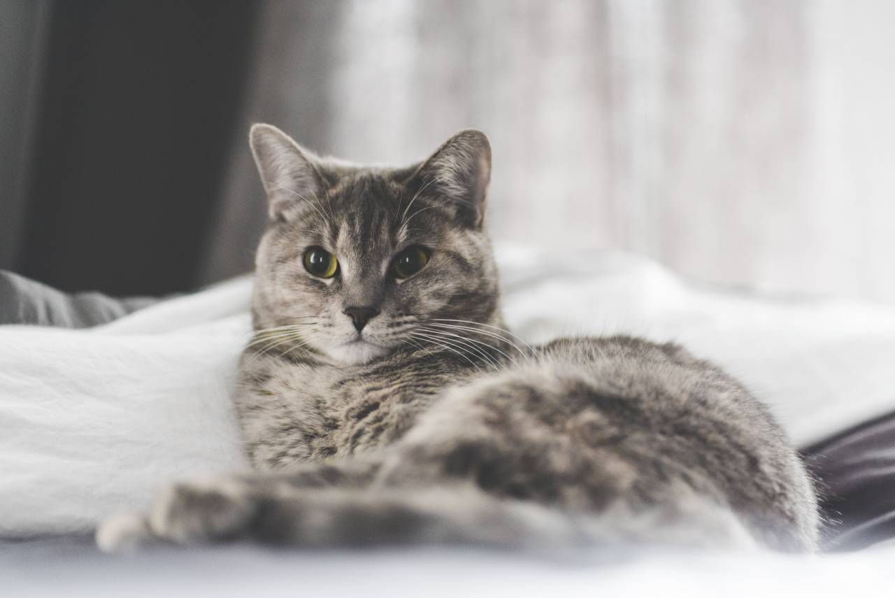 cat, kitten, pet, animal, blur, bedroom, bed
, 