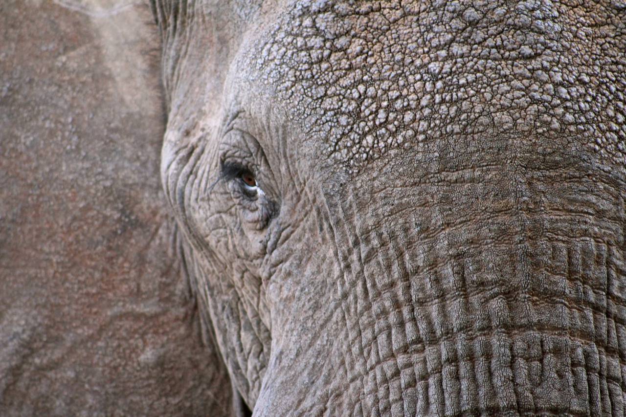 Elefante, animal, vida silvestre, de cerca, ojos, tronco, piel,