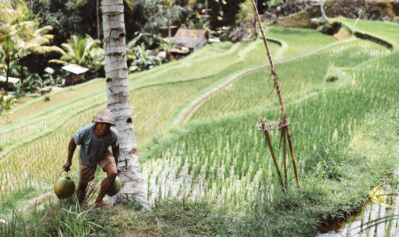 people, man, farming, coconut, tree, rice, field, hut, grass, wood, mountain
, 