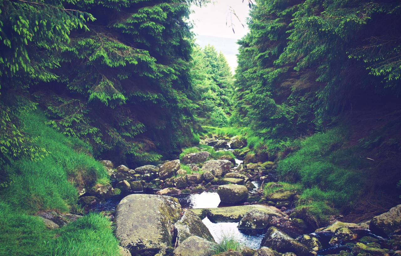 río, arroyo, agua, rocas, senderismo, trekking, aire libre, aventura, naturaleza, verde, árboles, bosque, bosque,