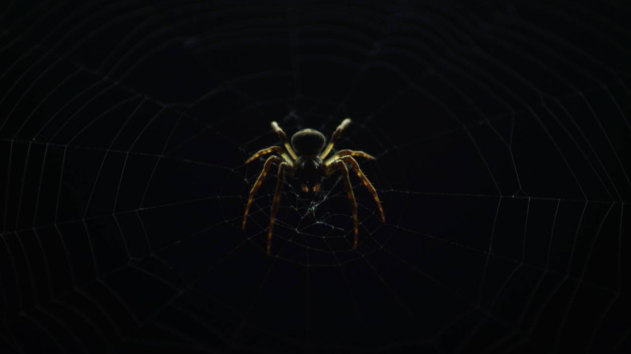 Araña, insecto, naturaleza, web, oscuro, al aire libre, noche,