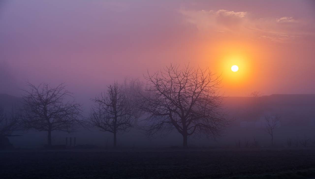 sunrise, morning, fog, foggy, trees, nature, landscape, sky, clouds
, 