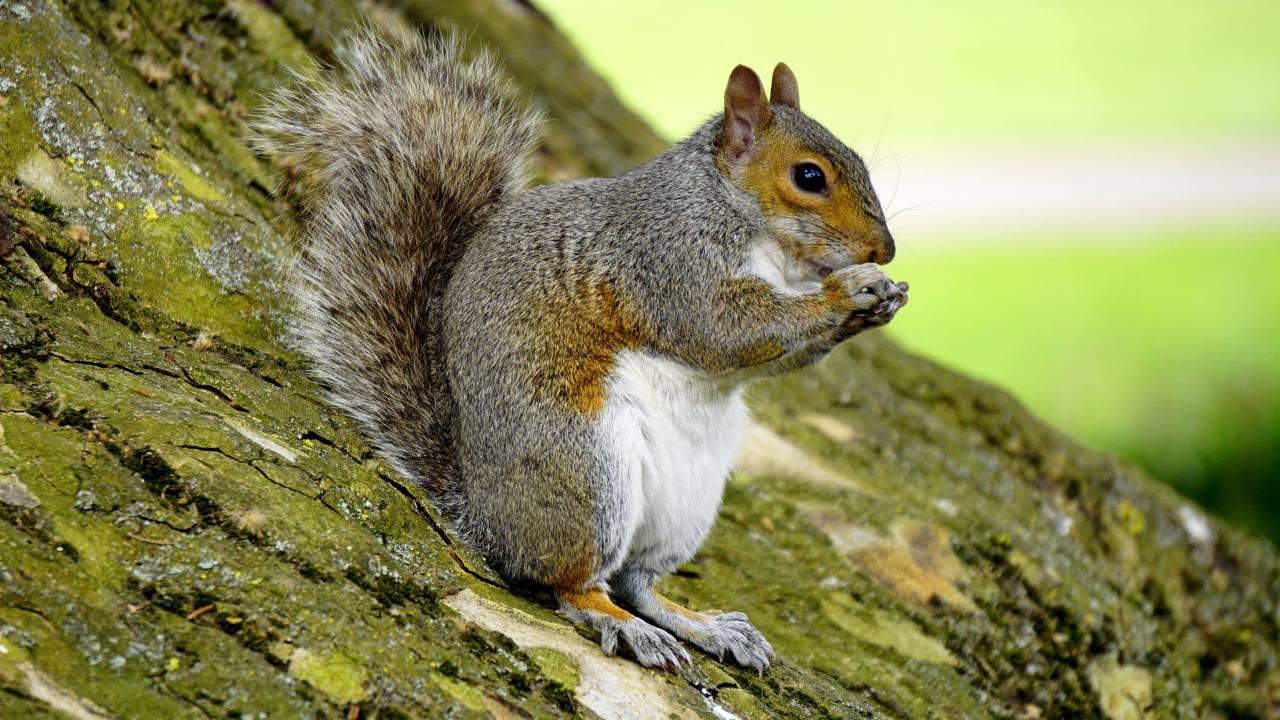 animals, mammals, squirrel, eating, sitting, standing, tree, trunk, still, bokeh, brown
, 