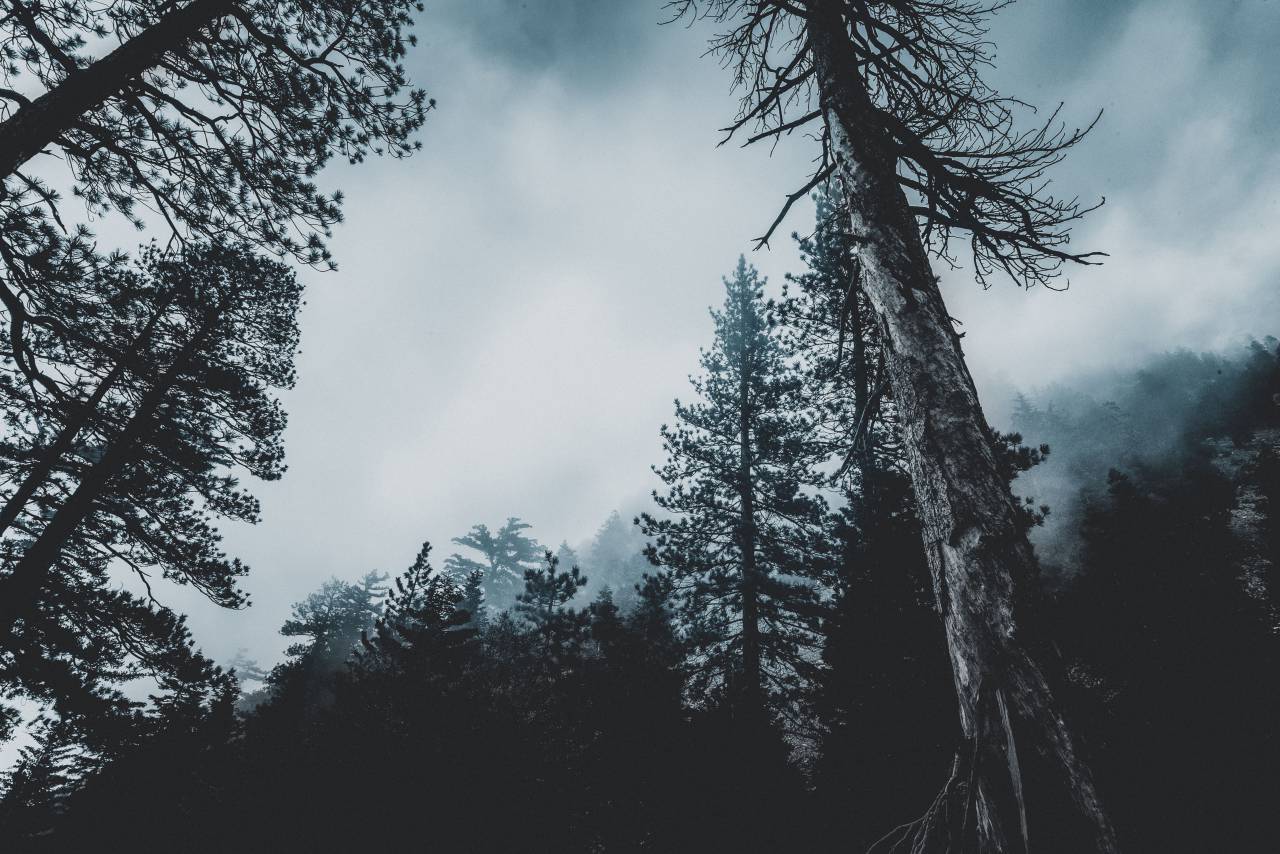 conifer, tree, forest, wood, dark, evening, fir, mist, fog, nature, outdoors
, 