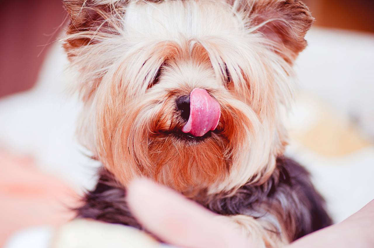 perro, lengua, mascota, animales, lindo, Yorkshire Terrier, Yorkie,