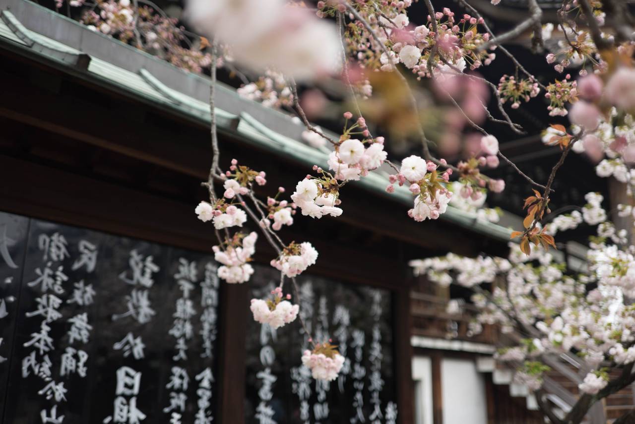 Flor, ramas, plantas, naturaleza, pétalos, flor, casa, Japón,