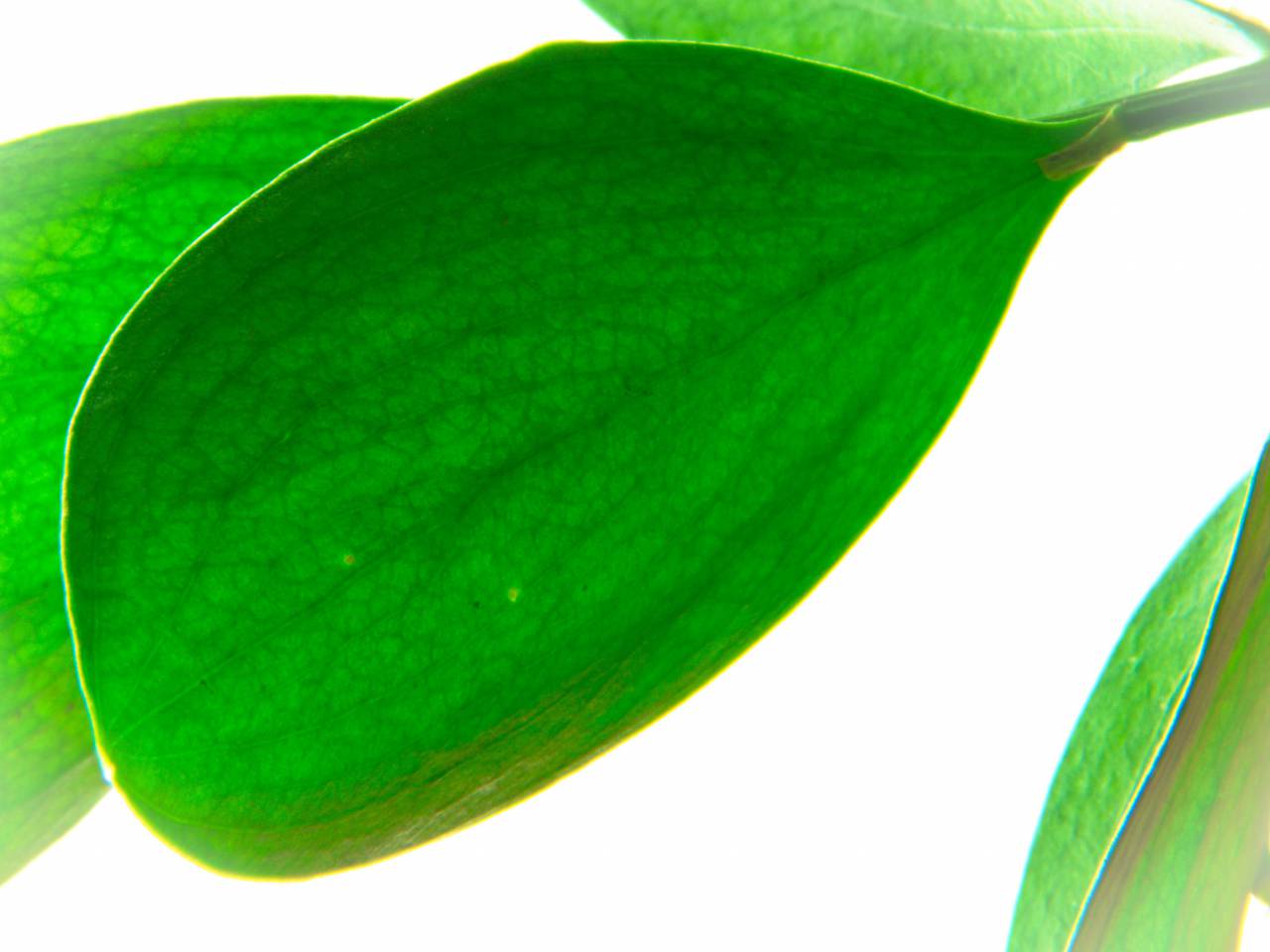 Verde, hoja, abstracto, fondo, natural, patrón, retroiluminado, planta, naturaleza, detalle, diseño, cierre, hojas, mínimo,