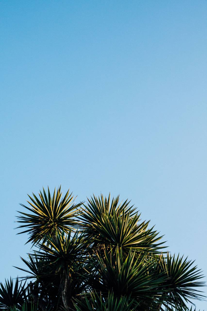 Verde, hoja, planta, naturaleza, árbol, azul, cielo,