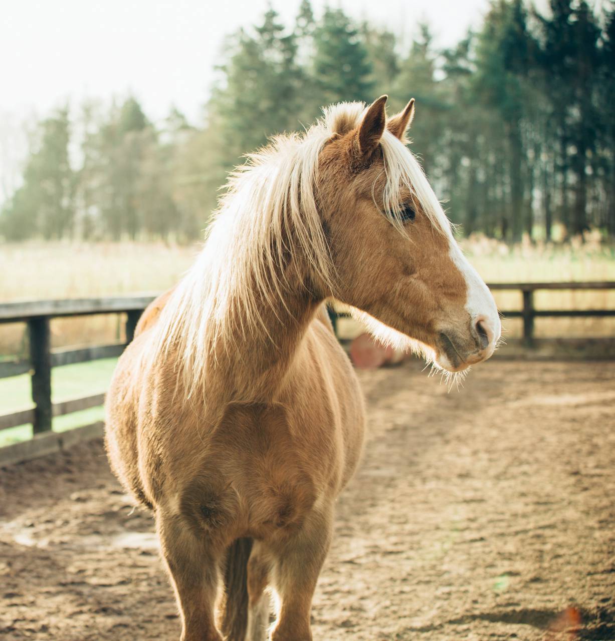 horse, animal, brown, fence, farm, trees, woods, forest, snout
, 