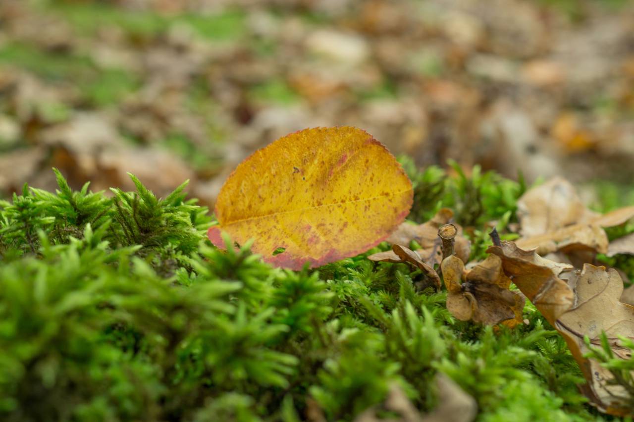 Hoja, hierba, plantas, naturaleza, tierra, otoño, otoño,