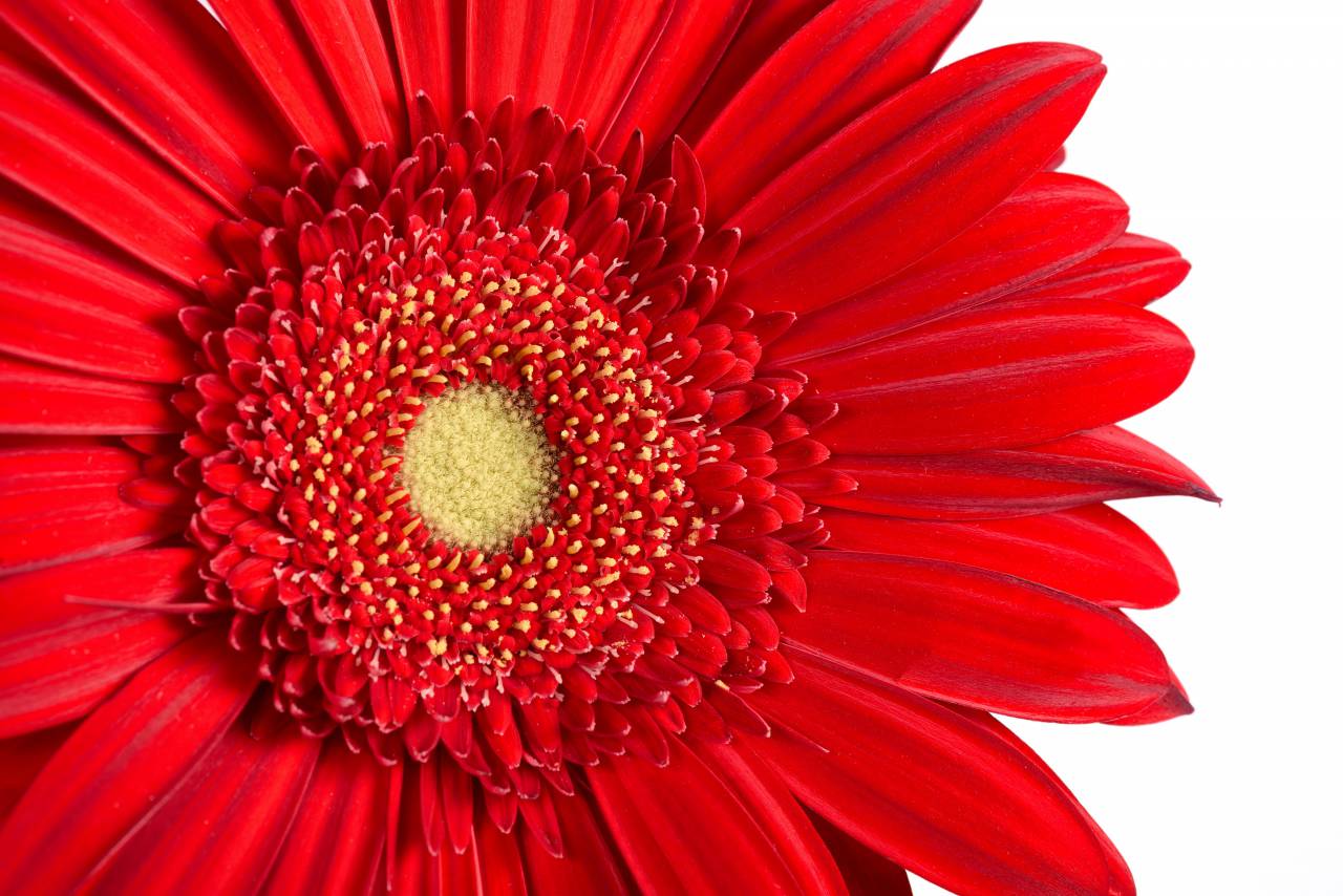 Macro, aislado, flor, rojo, polen, plantas, vegetación, florecer, flor, jardín, fresco, pétalos, vida silvestre, bonita, de cerca,