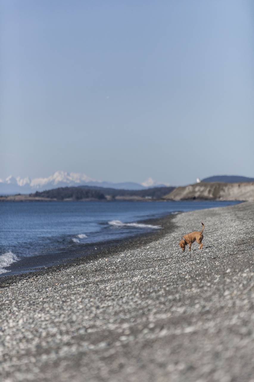 nature, water, ocean, sea, beach, waves, current, clouds, sky, dog, puppy, animal, brown, rocks
, 