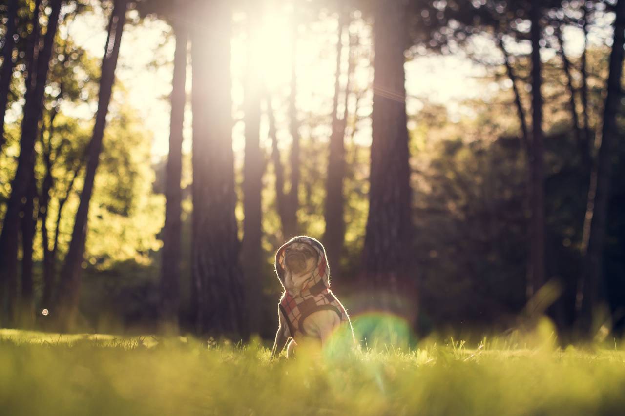 pug, dog, animals, hoodie, sweater, clothes, forest, woods, trees, nature, grass, sun rays, sunshine, model, cute
, 