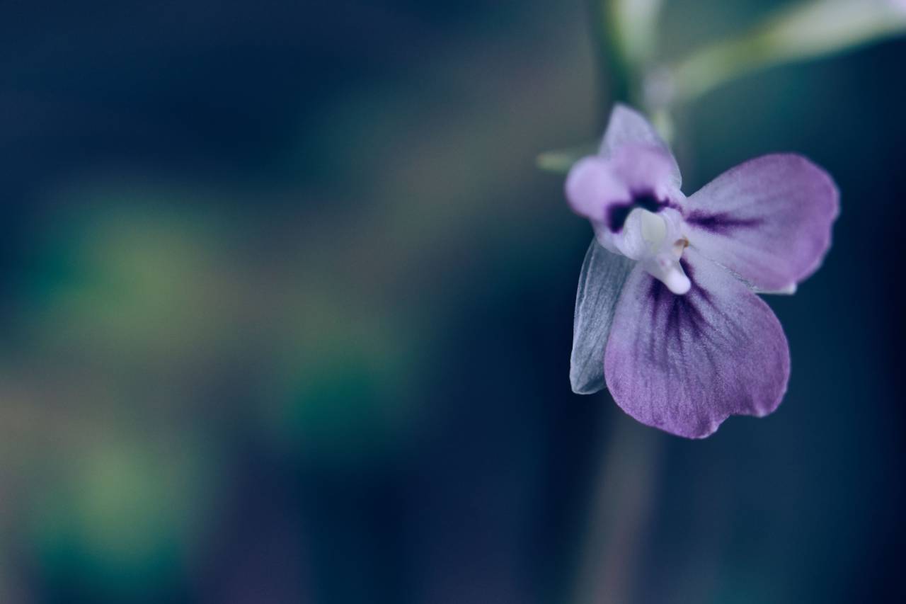 púrpura, naturaleza, flor, flora, jardín, campo, ornamental, planta, primavera, flor, de cerca, bokeh, pétalos, mínimo, fondo,