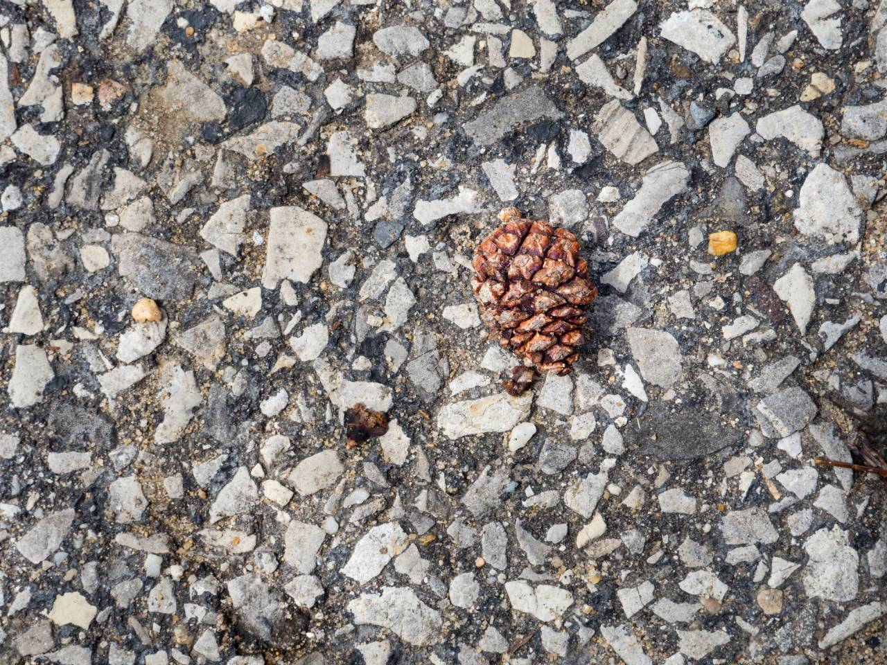 still, items, things, floor, gravel, concrete, stone, cone, conifer, gray, brown
, 