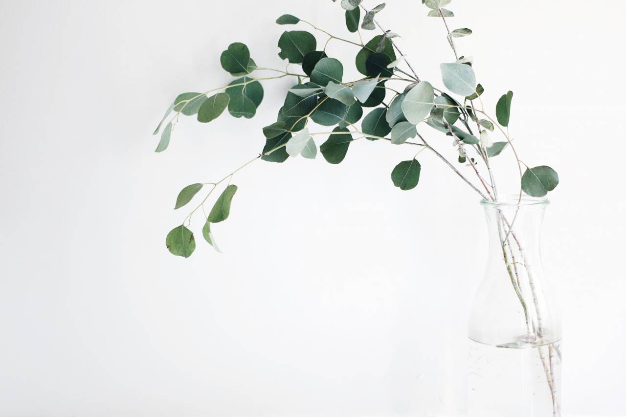Todavía, artículos, cosas, plantas, jarrón, ramas, hojas, minimalista, blanco, verde,