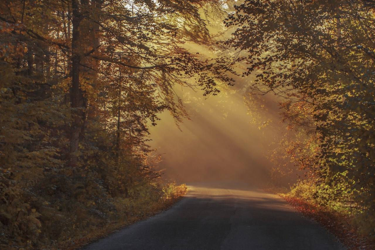 El amanecer, la mañana, el sol, el día, la niebla, la carretera, la ruta, los árboles, las plantas, la naturaleza, el otoño, la hoja, el otoño,