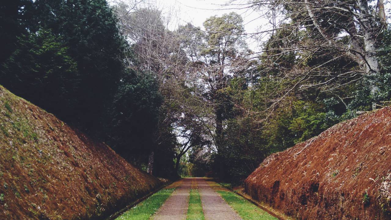trees, nature, green, leaves, landscape, pathway, park, plants
, 