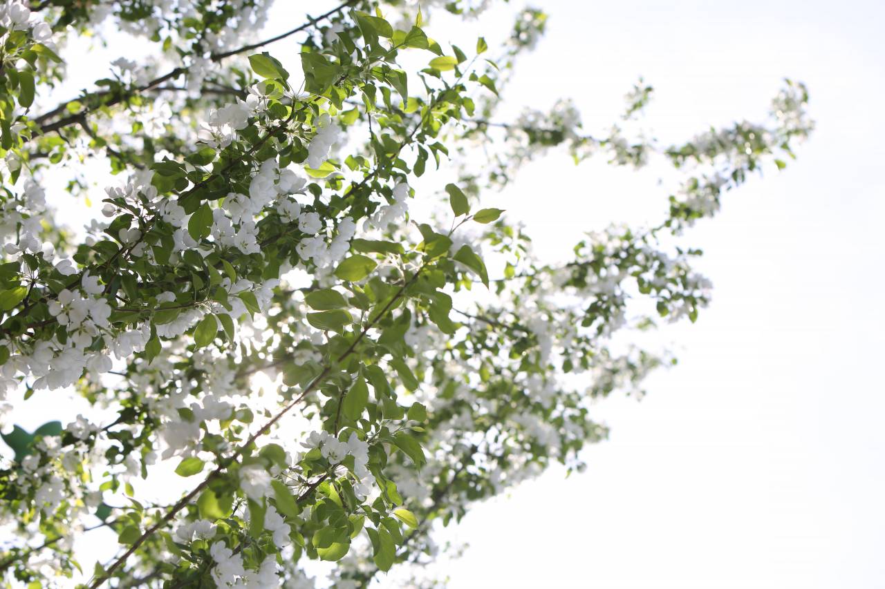 blanco, flores de cerezo, árboles, ramas, naturaleza,
