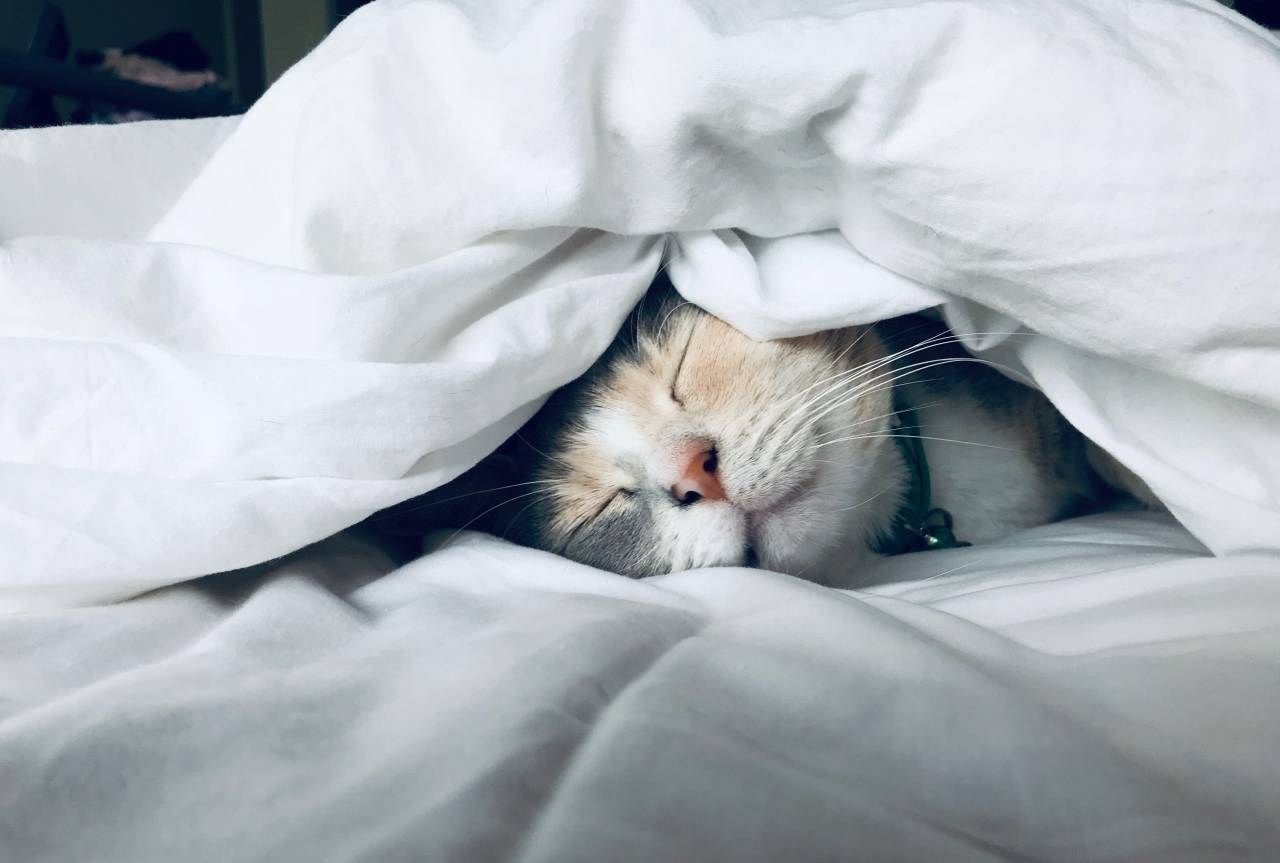 Cat, Sleeping, Bed, Cozy, Resting, Pet, Relaxed, Comfort, Peaceful, Warm, Nap, Companion, Soft, Sleepy, Calm, 