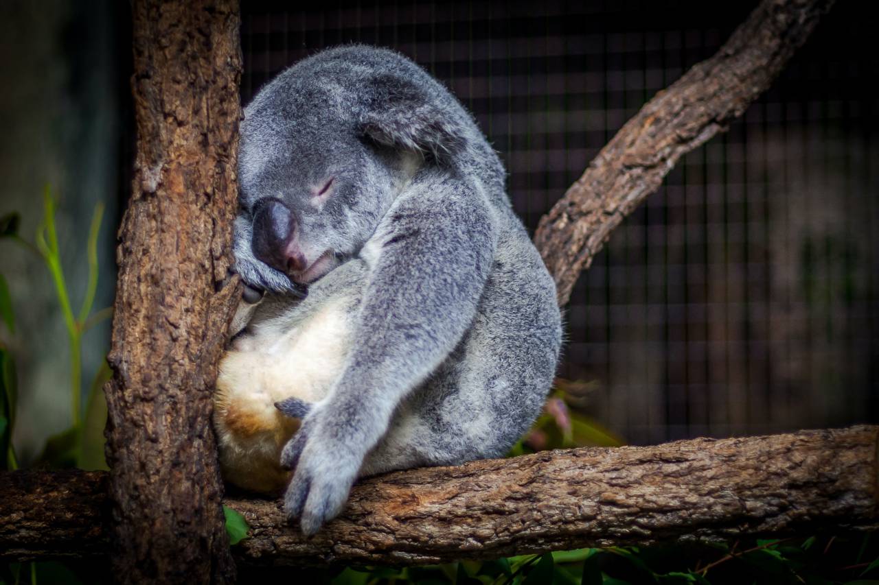Koala, Sleeping, Tree, Branch, Wildlife, Nature, Resting, Animal, Peaceful, Cozy, Eucalyptus, Forest, Furry, Cute, Tranquil, 