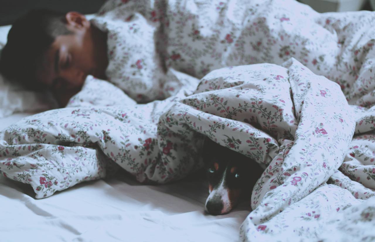 Man, Sleeping, Dog, Bed, Cozy, Resting, Companion, Peaceful, Comfort, Bond, Relaxed, Pet, Warm, Friendship, Nap, 