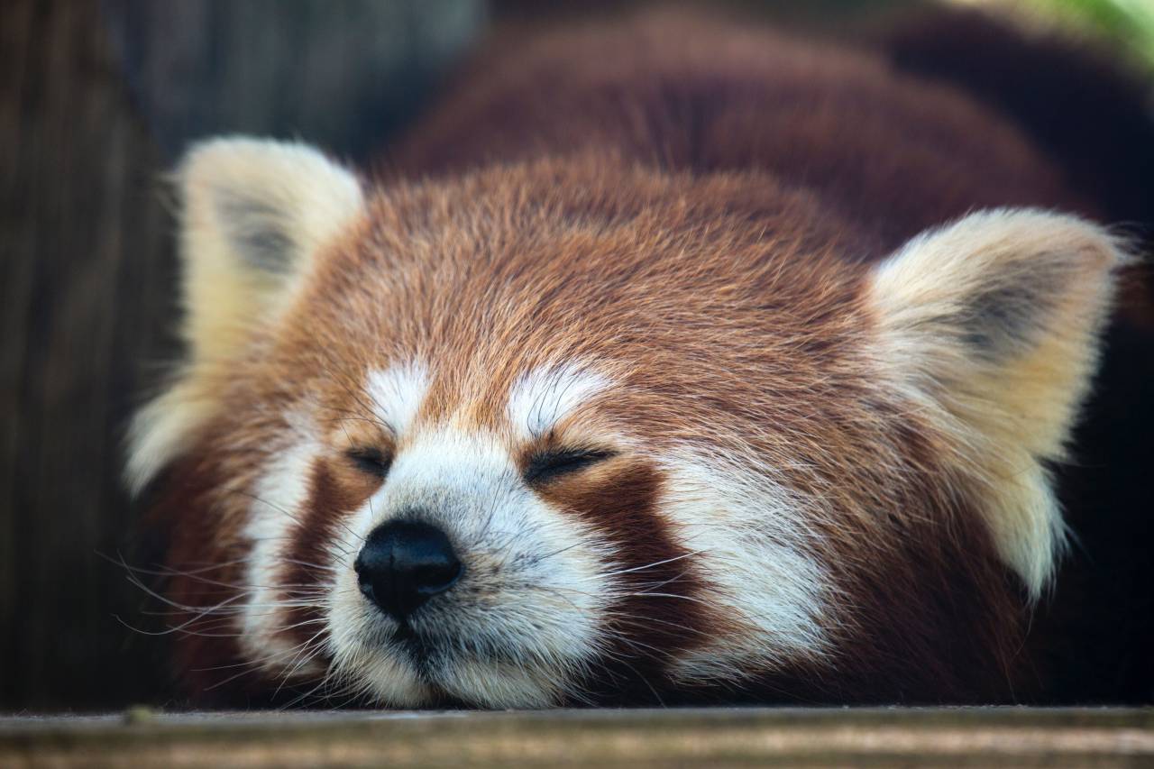 Raccoon, Sleeping, Forest, Wildlife, Nature, Resting, Tranquil, Animal, Peaceful, Trees, Furry, Nocturnal, Cozy, Woodland, Calm, 