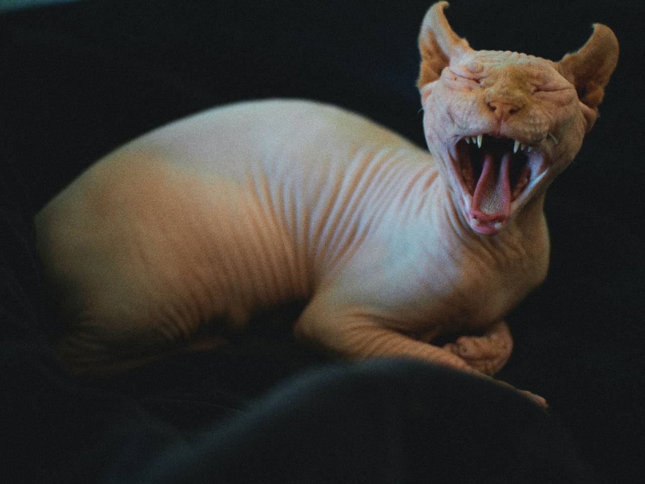 Sphynx, Cat, Yawning, Hairless, Pet, Feline, Mouth, Stretch, Teeth, Cute, Expression, Naked, Wrinkled, Animal, Calm, 