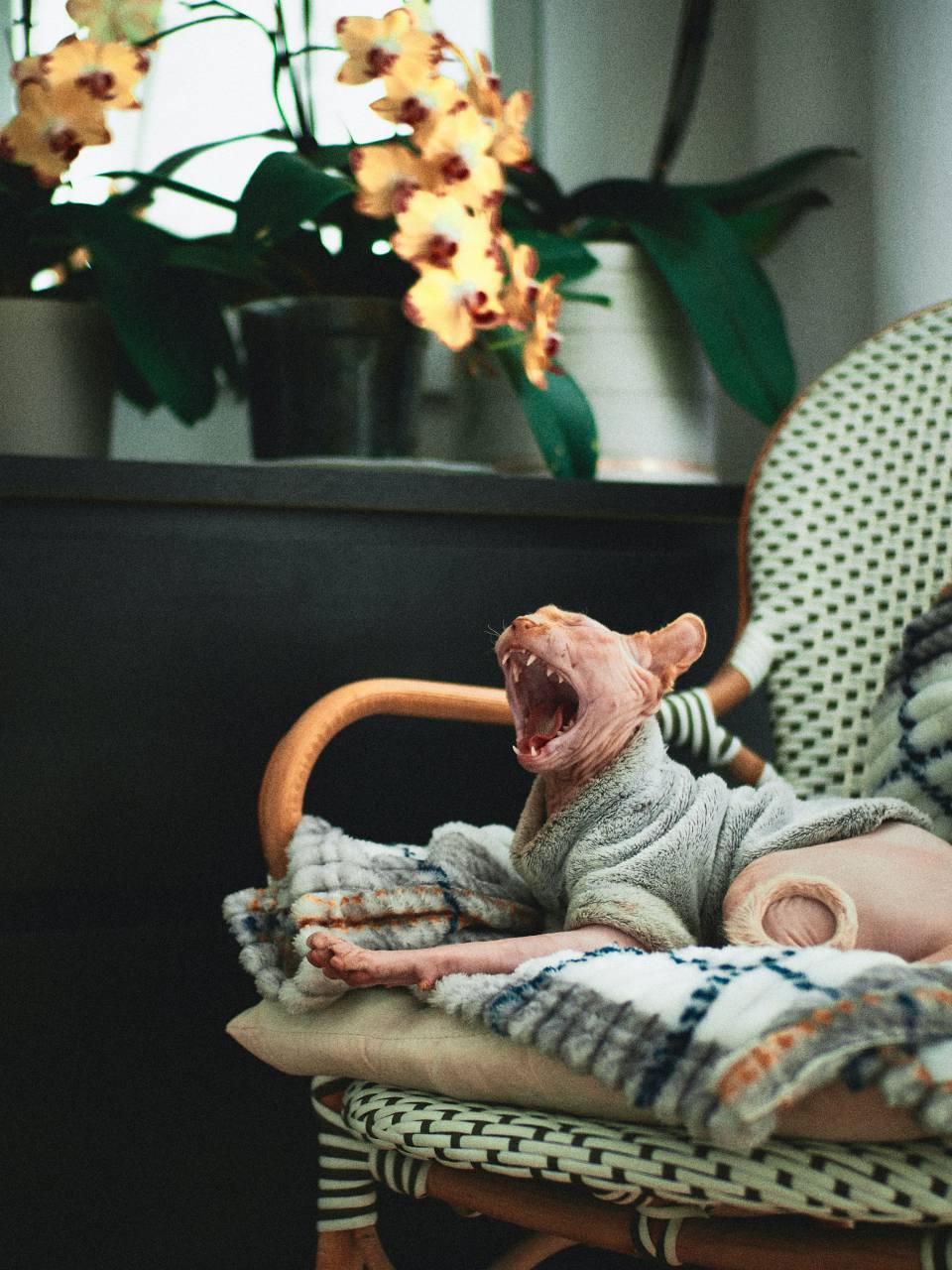 Sphynx, Cat, Yawning, Hairless, Pet, Feline, Mouth, Stretch, Teeth, Cute, Expression, Naked, Wrinkled, Animal, Calm, 