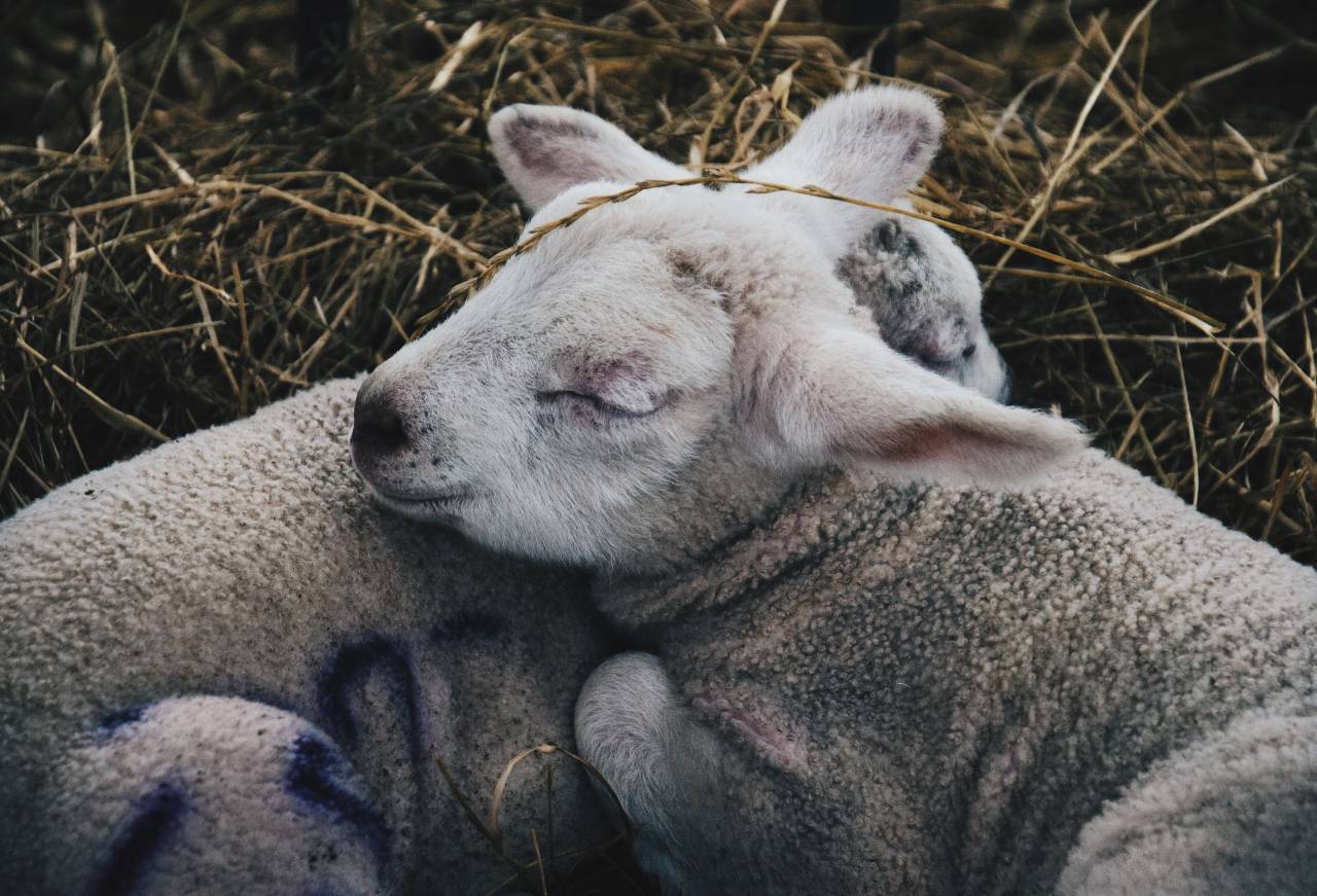 Sheep, Baby, Sleeping, Field, Lambs, Nature, Cute, Resting, Grass, Peaceful, Furry, Pasture, Cozy, Animals, Tranquil, 