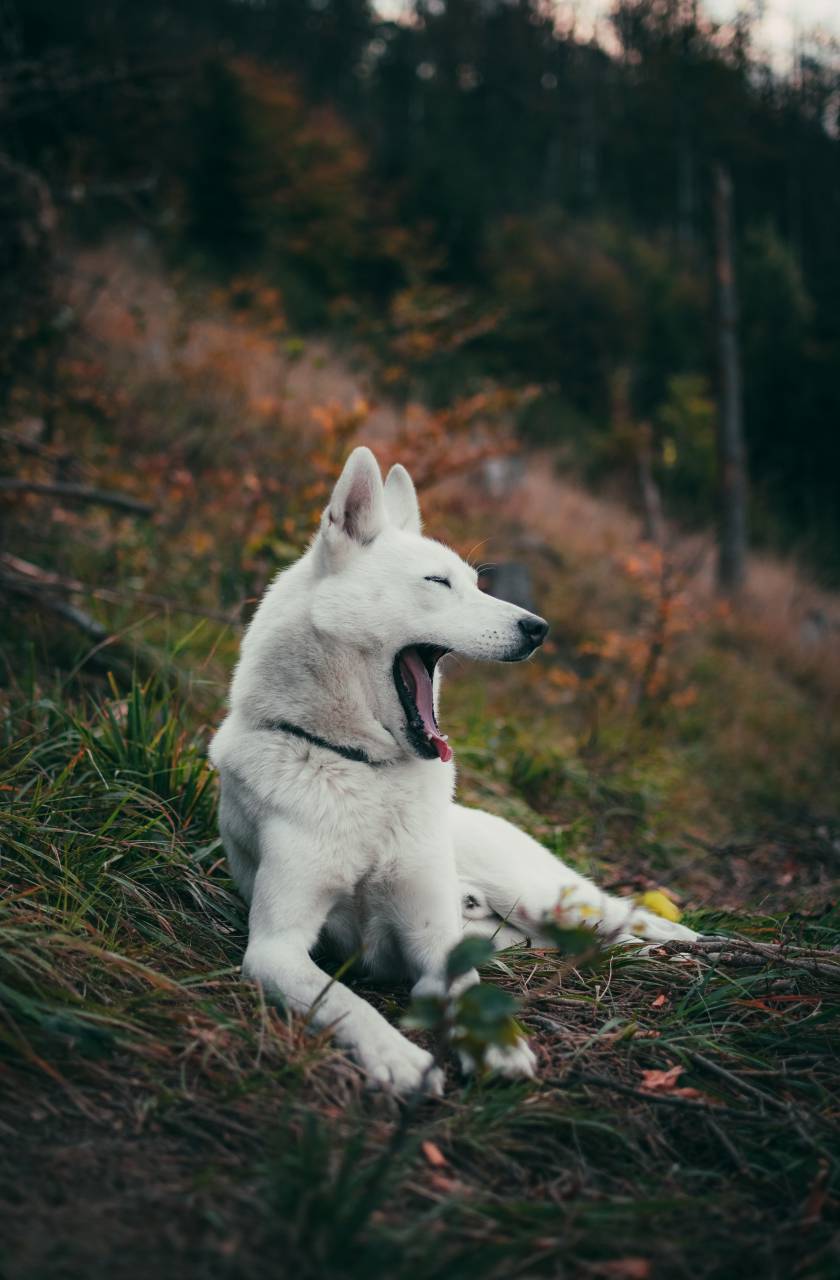 Dog, Yawning, Cute, Pet, Mouth, Tongue, Sleepy, Animal, Relaxed, Furry, Tired, Expression, Calm, Canine, Resting, Siberian, forest, 