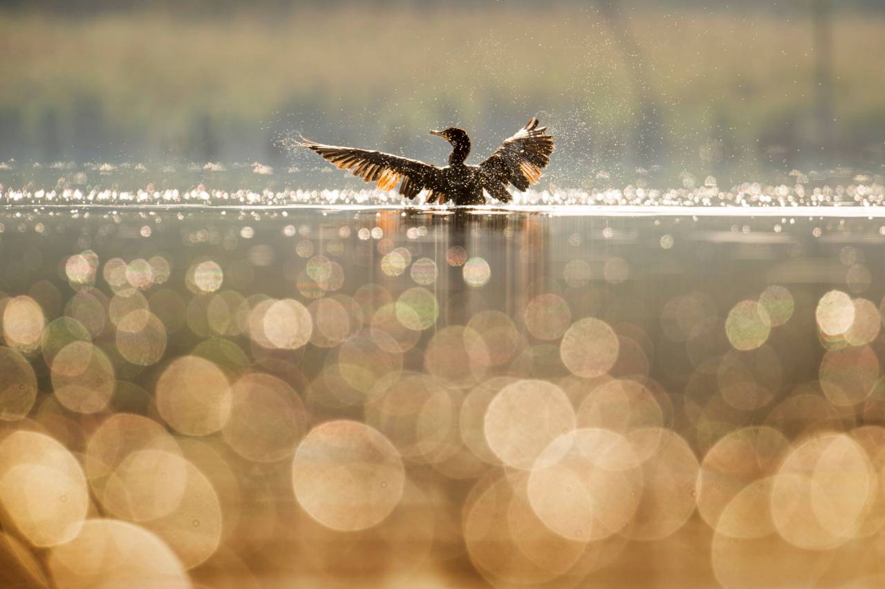 pato;lago;reflexión,naturaleza,animal,al aire libre,animales salvajes,agua,plumas,fondos,desenfocado,vuelo,