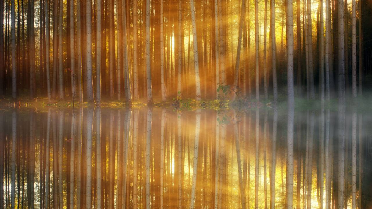 lake;forest;reflection,nature,forest,outdoors,tree,reflection,autumn,beauty in nature,landscape,water,yellow,leaf,tranquil scene,backgrounds,sunlight,multi colored,vibrant color,season,summer,sunset,abstract, 