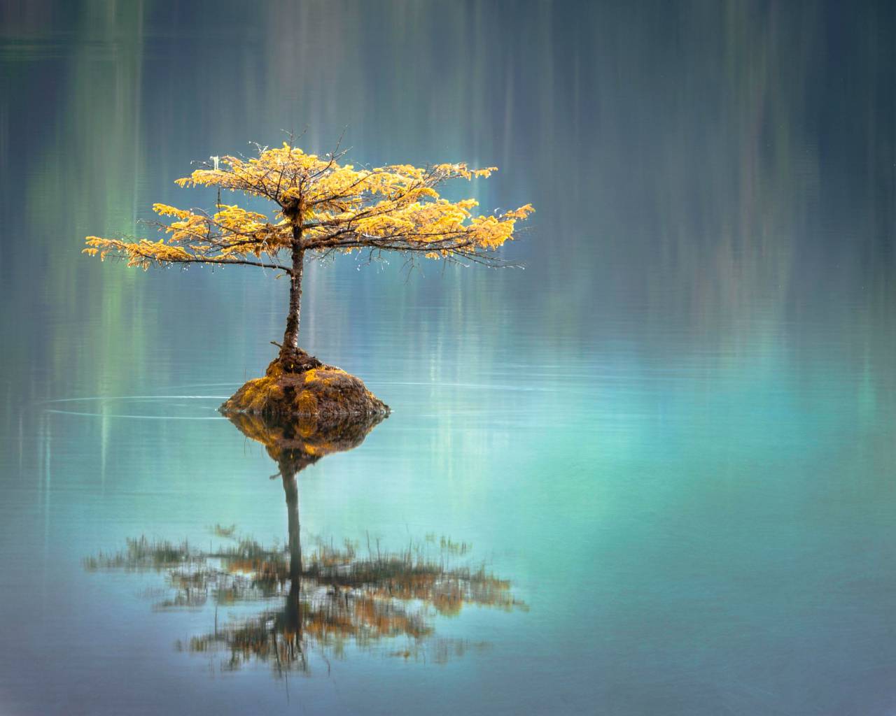 lago;árbol;paisaje,naturaleza,árbol,hoja,otoño,agua,bosque,reflexión,azul,al aire libre,temporada,planta,rama,paisaje,amarillo,escena tranquila,