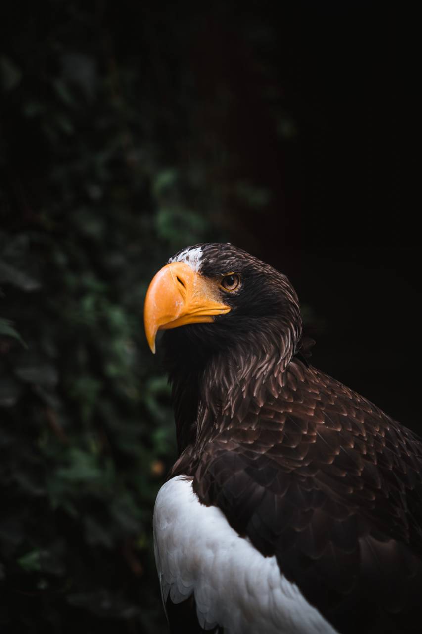 American Eagle,animal,pico,pluma,animales salvajes,ave de rapiña,la naturaleza,halcón,pájaro,ojo animal,close-up,águila calva,cetrería,al aire libre,un animal,cabeza de animal,