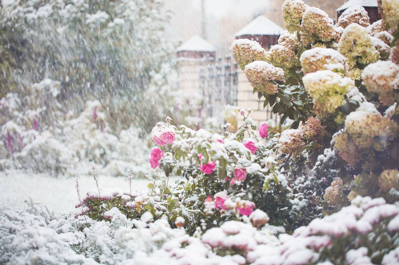 invierno;fondo;espacio de copia,naturaleza,flor,planta,al aire libre,cabeza de flor,verano,flor,hoja,frescura,color rosa,primer plano,temporada,pétalo,botánica,primavera,púrpura,