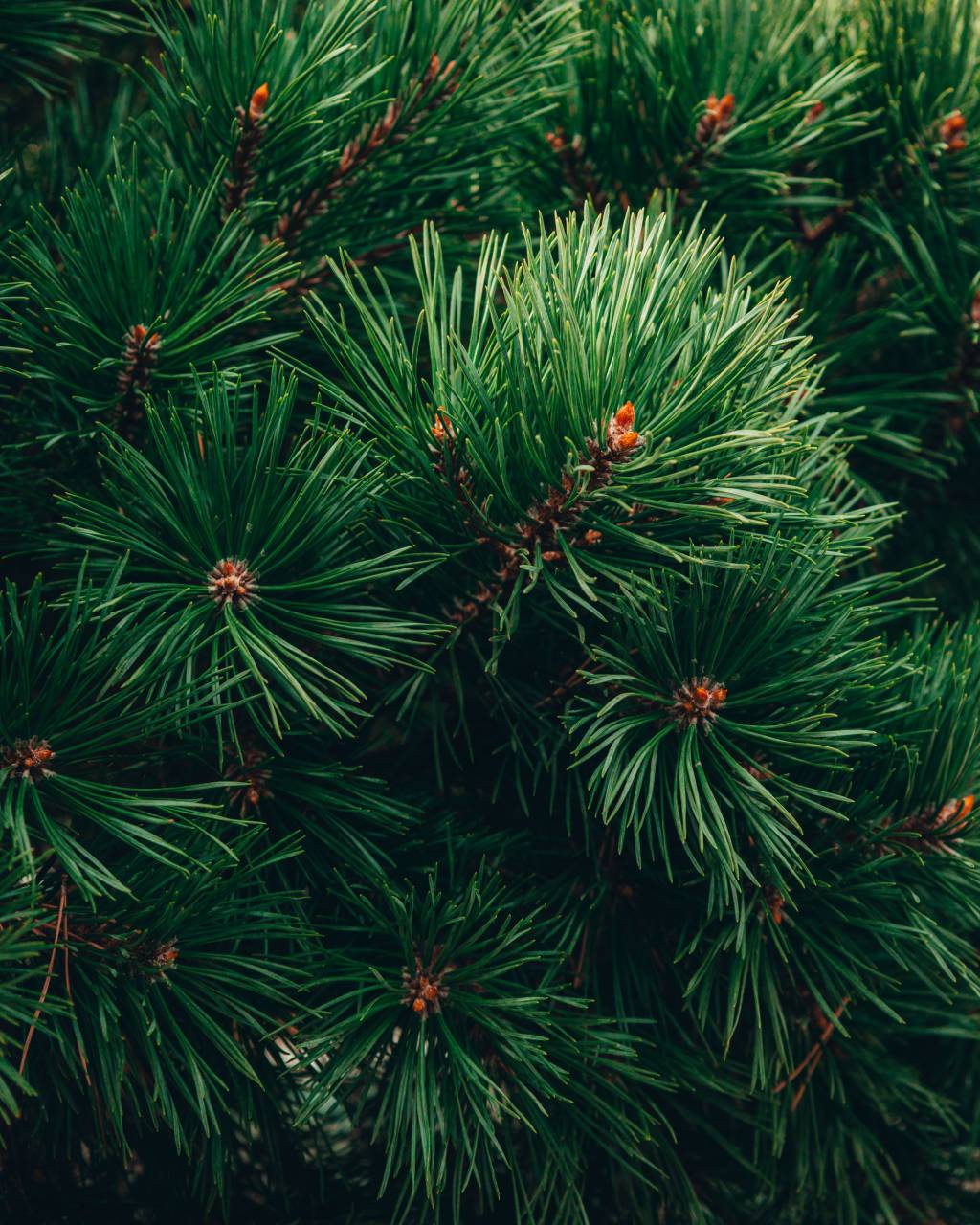 pine;leaves,nature,backgrounds,tree,green color,plant,leaf,branch,pine tree,close-up,coniferous tree,forest,season,decoration,fir tree,needle,plant part,summer, 