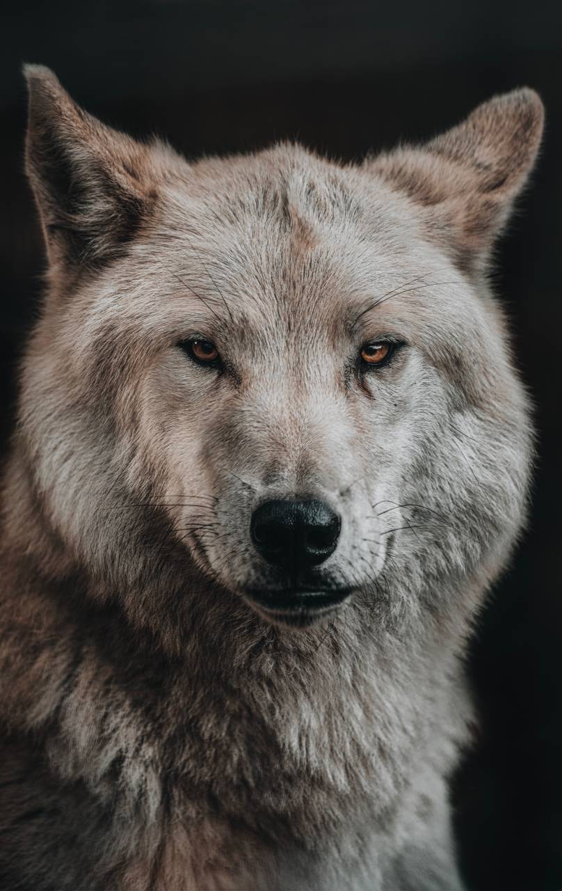 wolf;portrait,dog,animal,canine,mammal,pets,purebred dog,nature,one animal,cute,outdoors,close-up,looking,portrait,fur,animals in the wild,puppy,domestic animals,front view, 